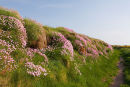 Flowers 2 